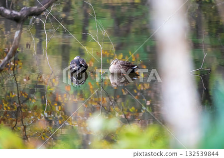Two ducks swimming in a quiet lake Two ducks swimming in a quiet lake 132539844