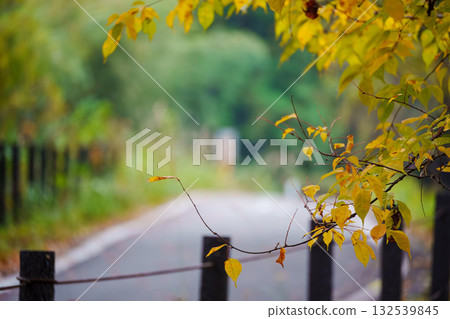 Autumn leaves and a promenade Autumn leaves and a promenade 132539845