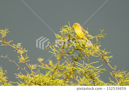 Saffron Finch ,Sicalis flaveola, La Pampa, Argentina. 132539859