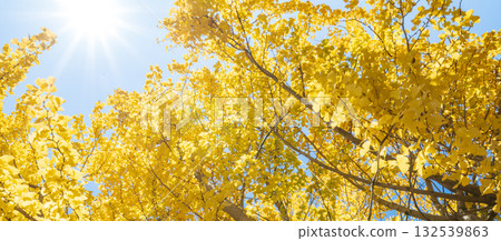 Ginkgo scenery at Akigase Park in Saitama Prefecture 132539863