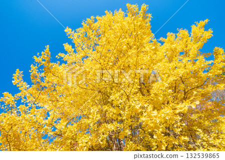 埼玉縣秋瀨公園的銀杏景色 132539865