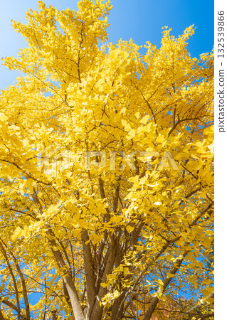 Ginkgo scenery at Akigase Park in Saitama Prefecture Ginkgo scenery at Akigase Park in Saitama Prefecture 132539866