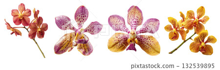 Set of beautiful Orchid, Mokara, purple, yellow and red color tones isolated on transparent background. 132539895