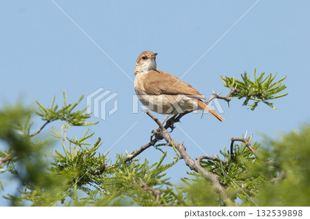 Rufous collared Sparrow, Zonotrichia capensis, 132539898