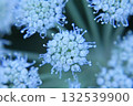 Inflorescence of delicate white buds of Allium pskemense, macro 132539900