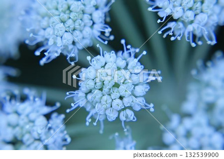 Inflorescence of delicate white buds of Allium pskemense, macro 132539900