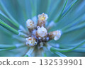 Pine branch with buds and dew drops after rain, macro 132539901