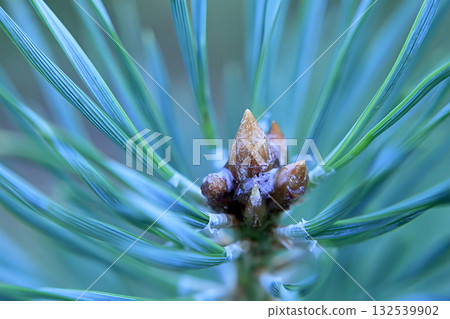 Pine branch with buds and dew drops, macro Pine branch with buds and dew drops, macro 132539902