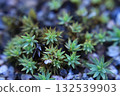 Green forest moss close-up, macro, background 132539903