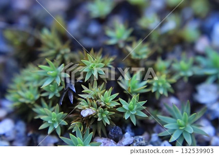 Green forest moss close-up, macro, background 132539903