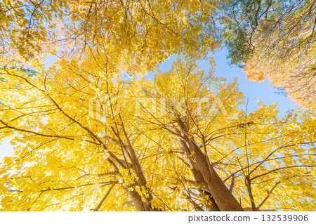 埼玉縣秋瀨公園的銀杏景色 132539906