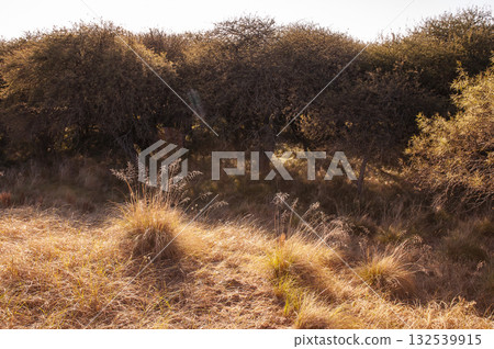 Pampas countryside landscape, La Pampa province, Patagonia, Argentina. Pampas countryside landscape, La Pampa province, Patagonia, Argentina. 132539915
