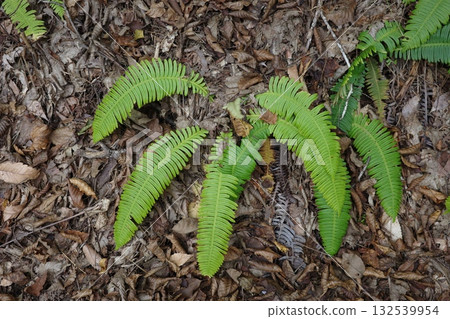 Even in autumn, the lion's foothills continue to grow lush green leaves, giving the impression of strength and vitality in the forest. 132539954