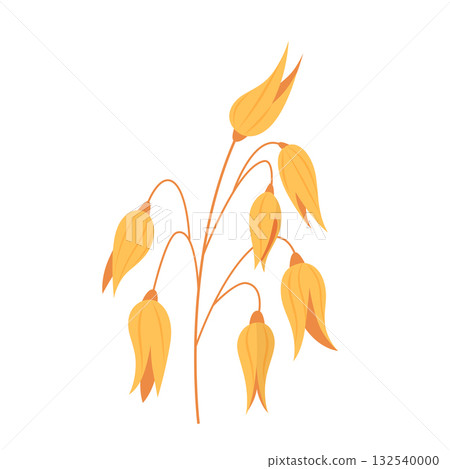 Oat plant vector illustration. Organic product. Oatmeal packaging design for cereals and muesli. Farm, agriculture, natural food, healthy lifestyle, balanced diet, nutrition Oat plant vector illustration. Organic product. Oatmeal packaging design for cereals and muesli. Farm, agriculture, natural food, healthy lifestyle, balanced diet, nutrition 132540000