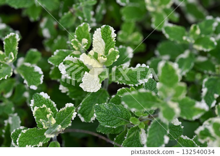 Pineapple mint 132540034