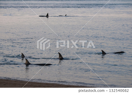 Killer whale family, hunting sea lions on the paragonian coast, Patagonia, Argentina 132540082