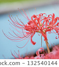 Beautiful red spider lilies blooming along the riverside - best time to see them 132540144