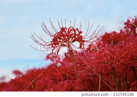 Beautiful red spider lilies blooming along the riverside - best time to see them 132540186