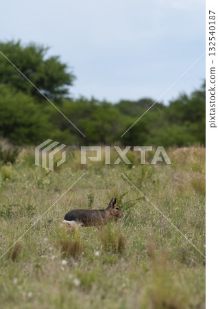 Patagonian Cavi.Peninsula de Valdes Patagonian Cavi.Peninsula de Valdes 132540187