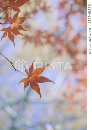 Autumn leaves transparent to light 132540226