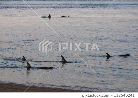 Killer whale family, hunting sea lions on the paragonian coast, Patagonia, Argentina Killer whale family, hunting sea lions on the paragonian coast, Patagonia, Argentina 132540241