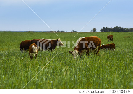 Cattle raising with natural pastures in Pampas countryside, La Pampa Province,Patagonia, Argentina. Cattle raising with natural pastures in Pampas countryside, La Pampa Province,Patagonia, Argentina. 132540459