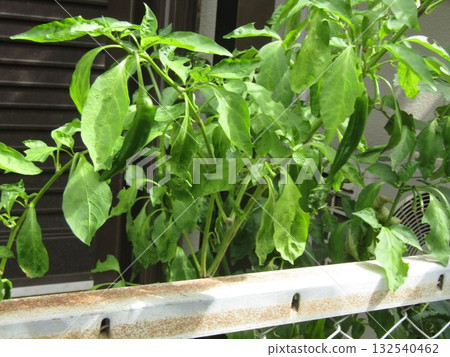 用種子種植的獅子椒 132540462