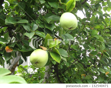Quince fruit turning yellow near harvest 132540471