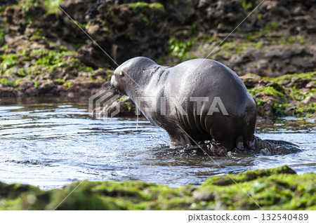 Sea Lion baby, Peninsula Valdes, Unesco World Heritage Site,Patagonia, Argentina 132540489