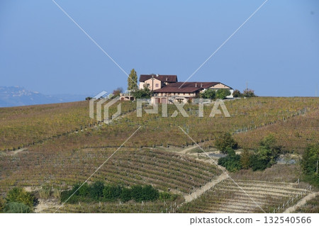 Piedmont vineyards Piedmont vineyards 132540566