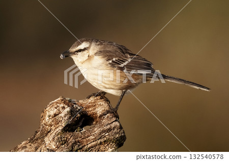 Chalk browed Mockingbird, La Pampa Province, Patagonia, Argentina Chalk browed Mockingbird, La Pampa Province, Patagonia, Argentina 132540578