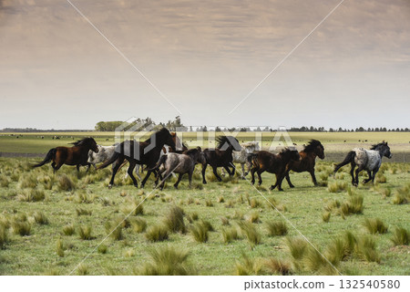Herd of horses in the coutryside, La Pampa province, Patagonia, Argentina. Herd of horses in the coutryside, La Pampa province, Patagonia, Argentina. 132540580