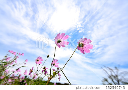 Cosmos shining in the autumn sky 132540743