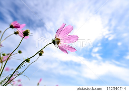 宇宙在秋天的天空中閃耀 宇宙在秋天的天空中閃耀 132540744