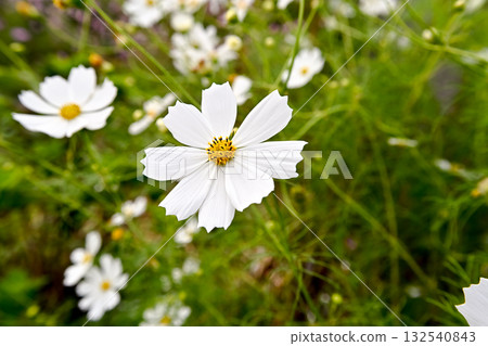 White cosmos flowers White cosmos flowers 132540843