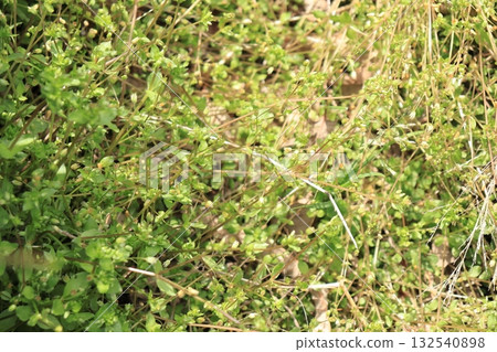 Chickweed, a weed growing among the dead grass in a spring field 132540898