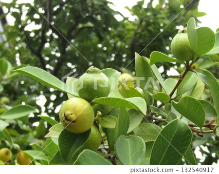 Green guava fruit that will soon ripen 132540917