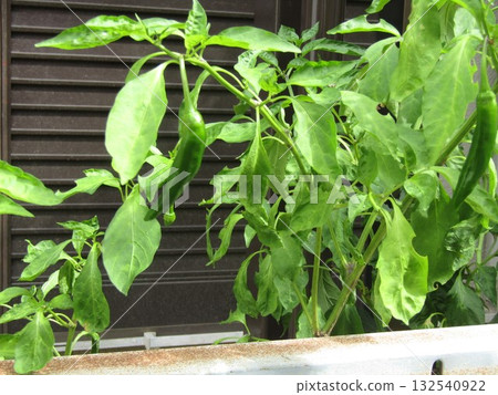 從幼苗長出的 Shishito 果實 132540922