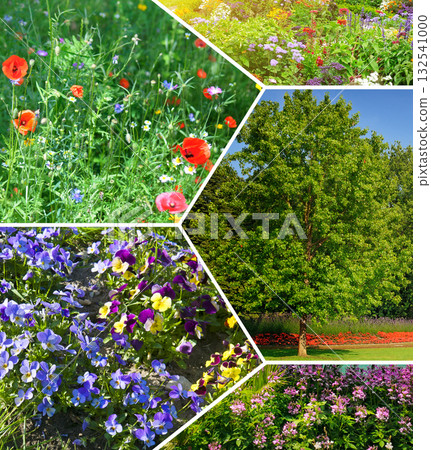 Spring and Summer Blooms: A Collection of Floral and Greenery Images Spring and Summer Blooms: A Collection of Floral and Greenery Images 132541000