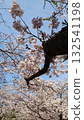 Cherry Blossoms	 132541198