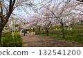 Cherry Blossoms	 132541200