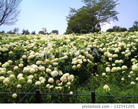 Nature White Flower Green 132541205