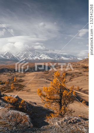 Majestic autumn landscape in Altai mountains with vibrant larch trees and majestic peaks under a dramatic sky Majestic autumn landscape in Altai mountains with vibrant larch trees and majestic peaks under a dramatic sky 132541268