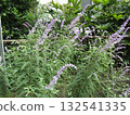 墨西哥鼠尾草的紫色花朵 墨西哥鼠尾草的紫色花朵 132541335