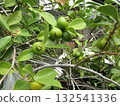 即將成熟的青番石榴 即將成熟的青番石榴 132541336