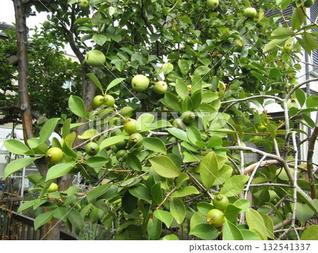 The green guava and yellow quince fruits will soon be ripe. 132541337