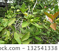 即將成熟的青番石榴 即將成熟的青番石榴 132541338