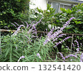 紫水晶鼠尾草的紫色穗花 紫水晶鼠尾草的紫色穗花 132541420