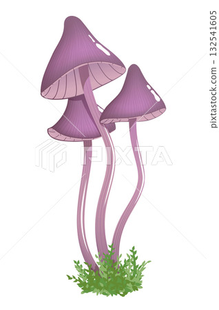 Three small poisonous mushrooms on thin stems Three small poisonous mushrooms on thin stems 132541605