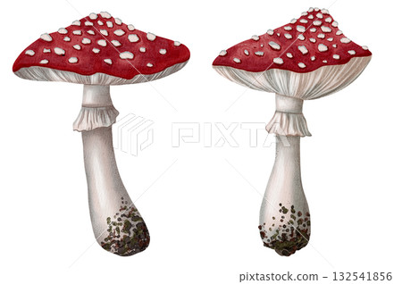 Watercolor illustration of red fly agarics. Mushrooms. Autumn. Children's illustration. Suitable for books, packaging, and postcards. Watercolor illustration of red fly agarics. Mushrooms. Autumn. Children's illustration. Suitable for books, packaging, and postcards. 132541856